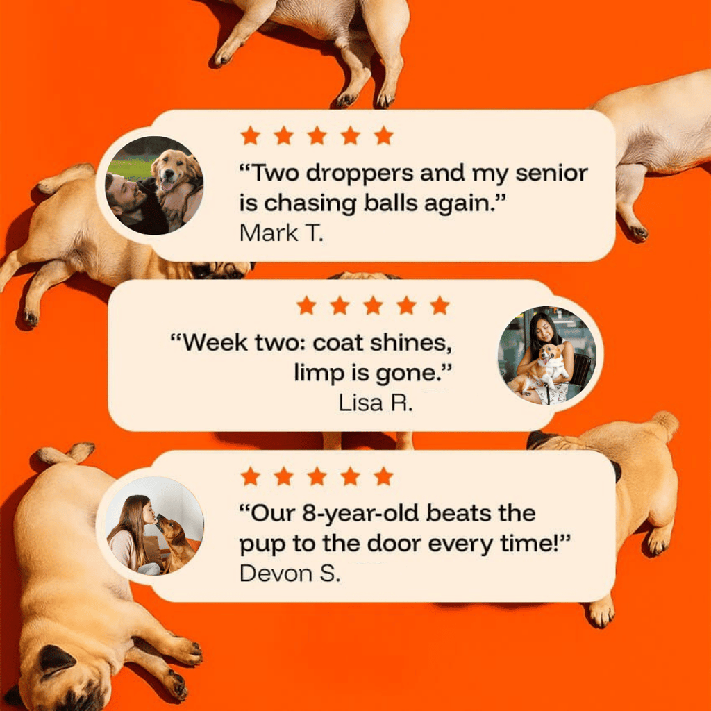 Daily Dog Supplement